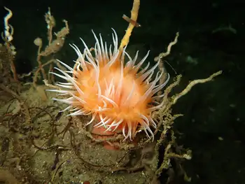 Painted Anemone