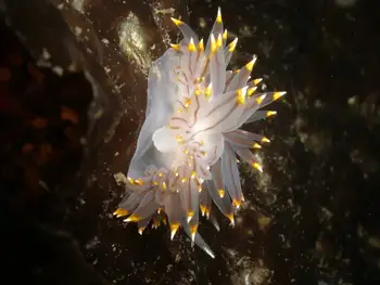 Bicolor Nudibranch