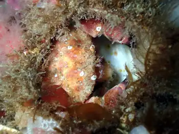 Pygmy Rock Crab
