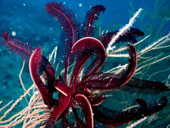 robust feather star