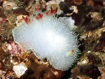 Nanaimo Nudibranch