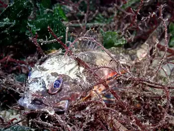 Roughback Sculpin