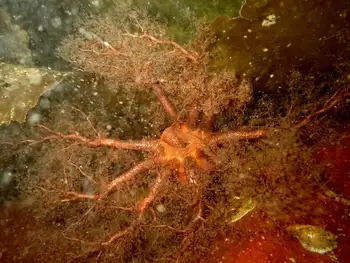 Black Sea Cucumber