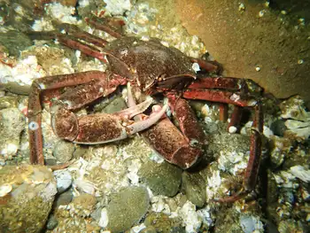 Northern Kelp Crab
