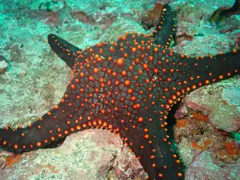 Panamic Cushion Star