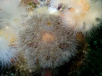 Short Plumose Anemone