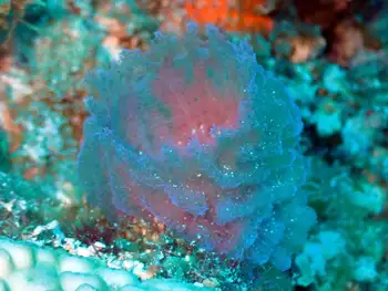 Sponge