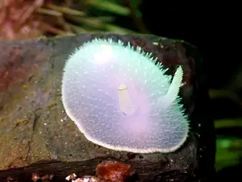 Pilose Dorid