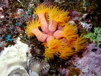 Tubastraea coccinea Coral