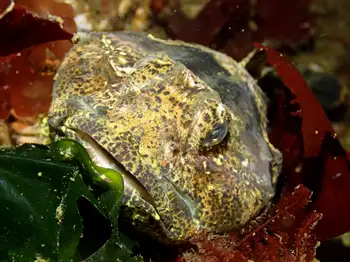 Buffalo Sculpin