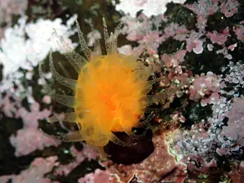 Orange Cup Coral