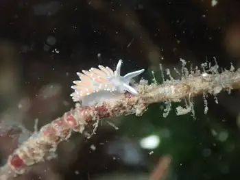 Red Gilled Nudibranch
