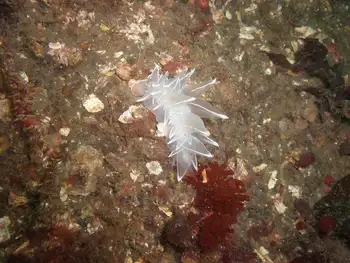 Alabaster Nudibranch