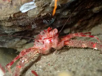 Squat Lobster