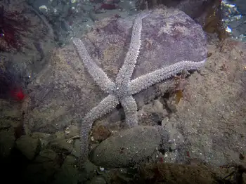 Velcro Star