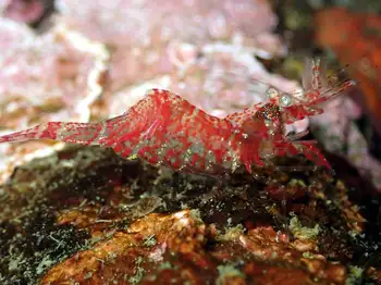 Shrimp