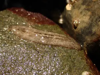 California Flatworm