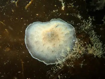 Kelp Lace Bryozoan