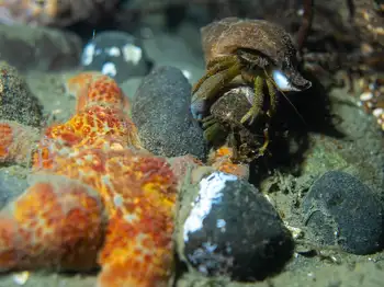 grainyhand hermit crab