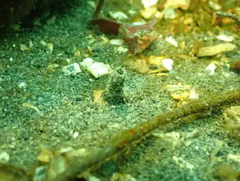 Utility Worm