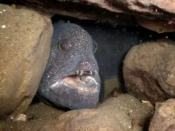 Wolf Eel