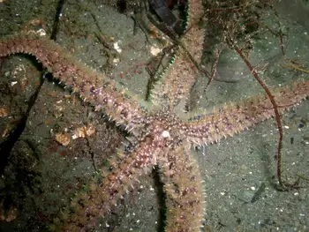 Velcro Star