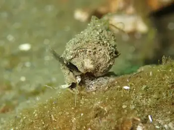 Channelled Nassa Snail