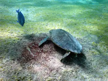 Green Sea Turtle