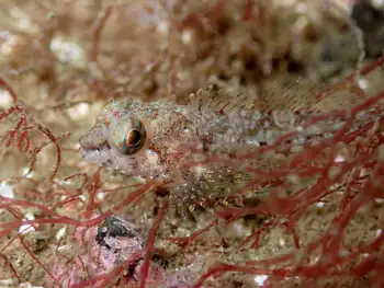 Scalyhead Sculpin