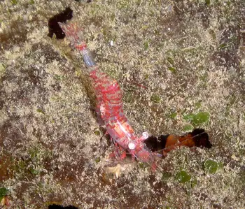 Kincaid Shrimp