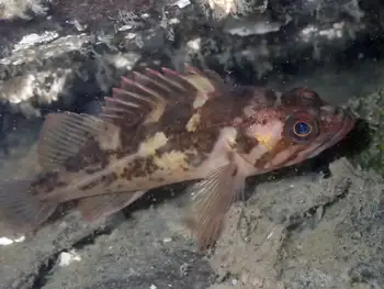Rockfish