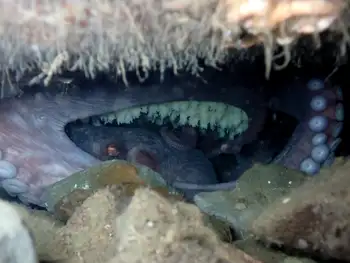 Giant Pacific Octopus