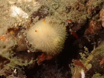 Sandalwood Nudibranch