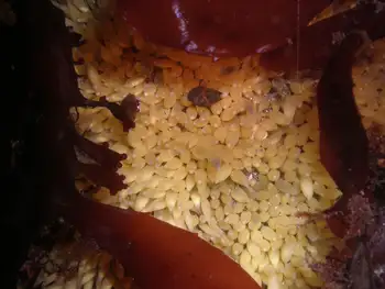 Eggs Snail