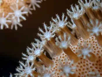 Coral
