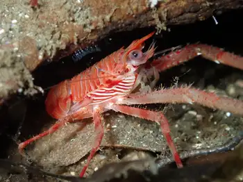 Squat Lobster