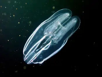 Comb Jelly