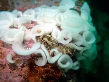 Barnacle Eating Nudibranchs