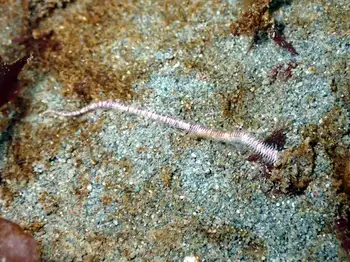 Many Jawed Worm
