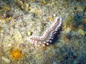 Bearded Fire Worm