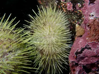 Green Sea Urchin