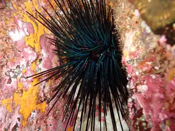 hatpin urchin