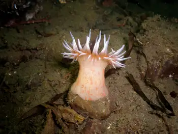 Painted Anemone