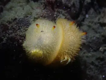 Sandalwood Nudibranchs