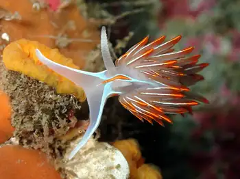 Horned Nudibranch