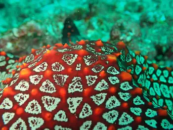 Panamic Cushion Star