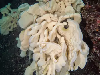 cloud sponge