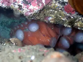 Giant Pacific Octopus