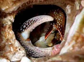 Granular Claw Crab