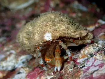 Bering Hermit Crab